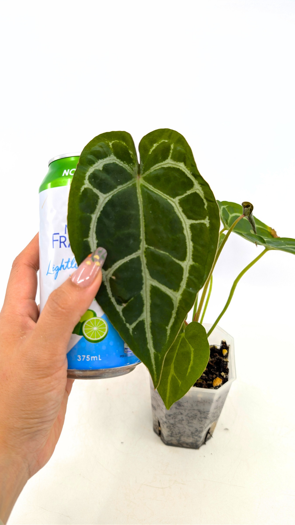 Anthurium SKG Silver X Forgetii — The Leaf Gallery
